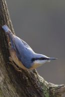 Nuthatch